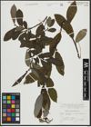 Foto von Salix appendiculata Vill.